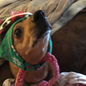 Meet your Posher, Rose